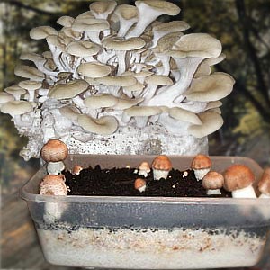 Growing Mushroom
